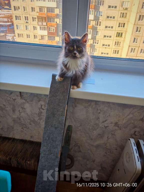 Кошки в Омске: Отдам в добрые руки  Мальчик, Бесплатно - фото 1