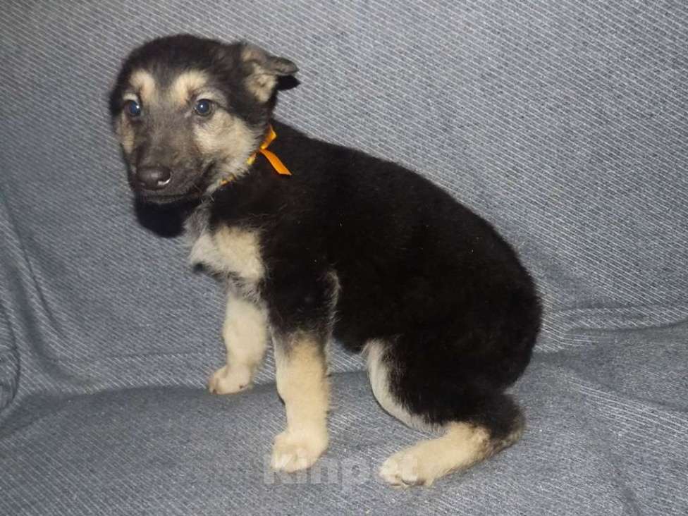 Собаки в Москве: Восточноевропейская овчарка, мальчики Мальчик, 20 000 руб. - фото 6
