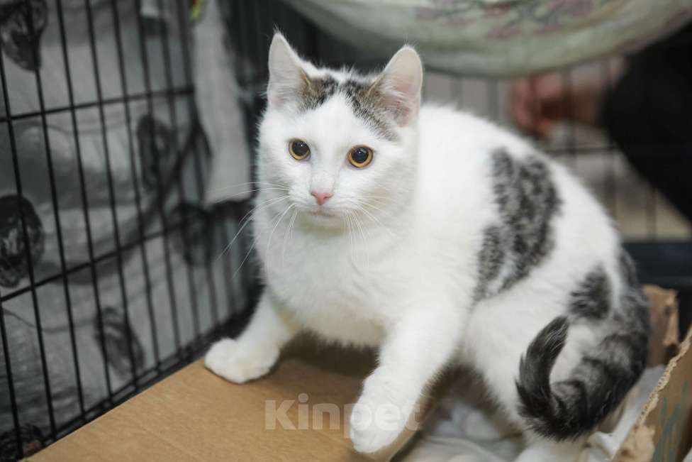 Кошки в Санкт-Петербурге: Ласковый игривый малышок Мальчик, Бесплатно - фото 4