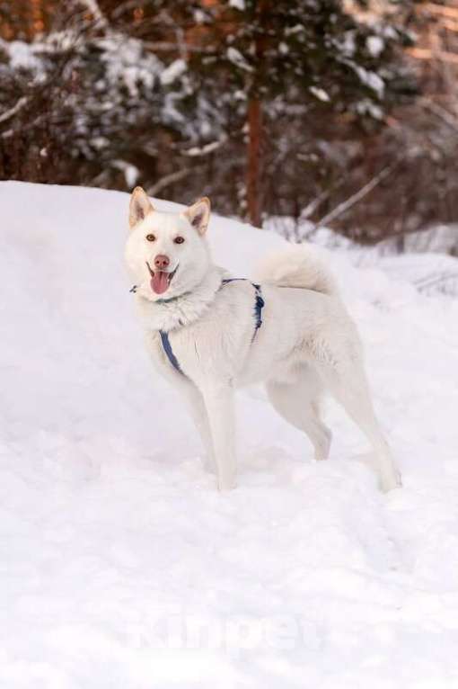 Собаки в Москве: Красавчик Амир в добрые руки. Мальчик, Бесплатно - фото 2
