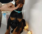 Собаки в Ростове-на-Дону: Щенки добермана  Девочка, 50 000 руб. - фото 4