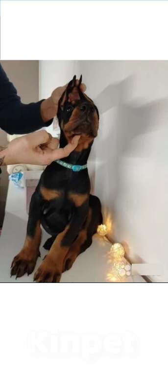 Собаки в Ростове-на-Дону: Щенки добермана  Девочка, 50 000 руб. - фото 4