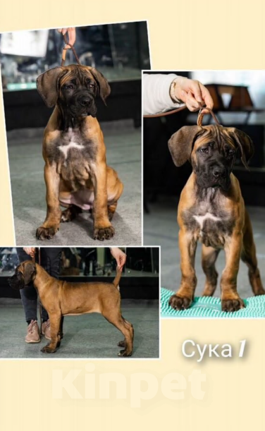 Собаки в Бугульме: Щенки Кане Корсо Мальчик, 50 000 руб. - фото 2