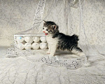 Кошки в Выксе: Великолепный мальчик курильский бобтейл  Мальчик, 10 000 руб. - фото 5