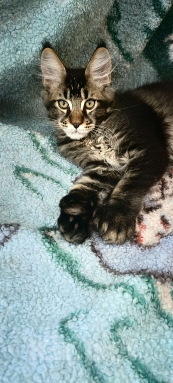 Кошки в Нижнем Новгороде: Полидакт мейн кун Мальчик, 30 000 руб. - фото 7