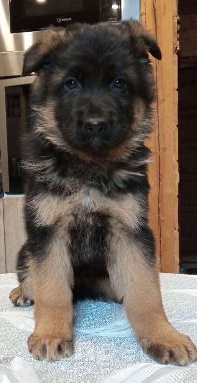 Собаки в Москве: Щенки немецкой овчарки Мальчик, 55 000 руб. - фото 2