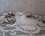 Кошки в Санкт-Петербурге: Британский котенок. Мальчик, 20 000 руб. - фото 2
