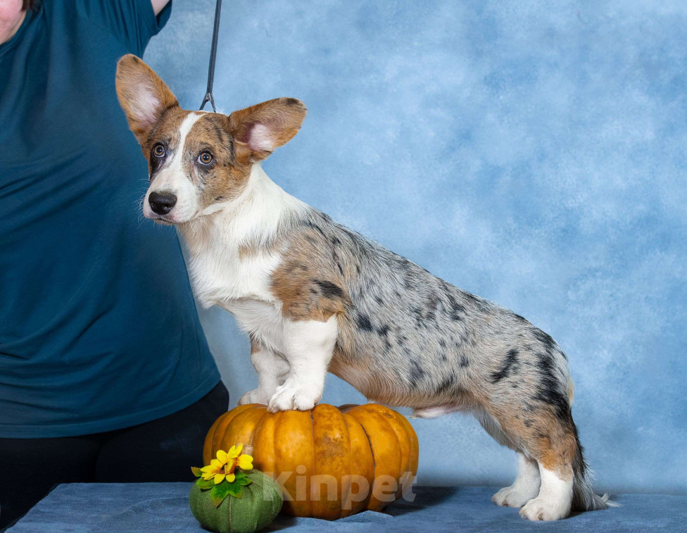 Собаки в Москве: Вельш корги кардиган щенок Мальчик, 80 000 руб. - фото 1
