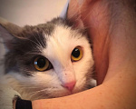Кошки в Новосибирске: Котенок в добрые руки Девочка, Бесплатно - фото 1