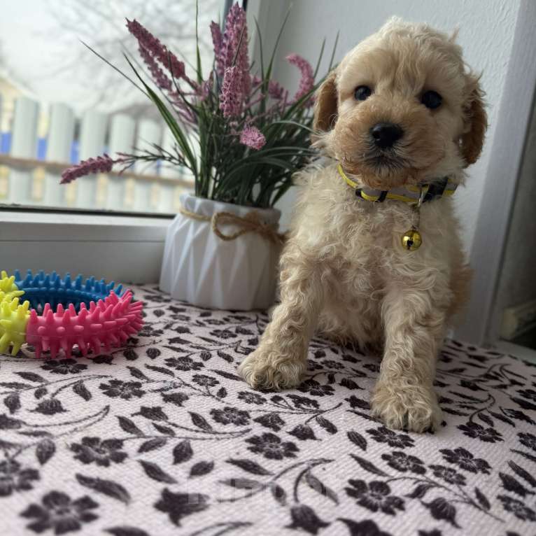 Собаки в Краснодаре: Той-Пудель Мальчик, 50 000 руб. - фото 4