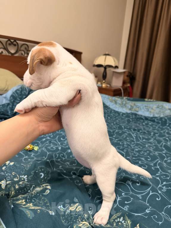 Собаки в Подольске: Остались 2 прекрасные Розочки 🌹🌹 Девочка, 20 000 руб. - фото 7