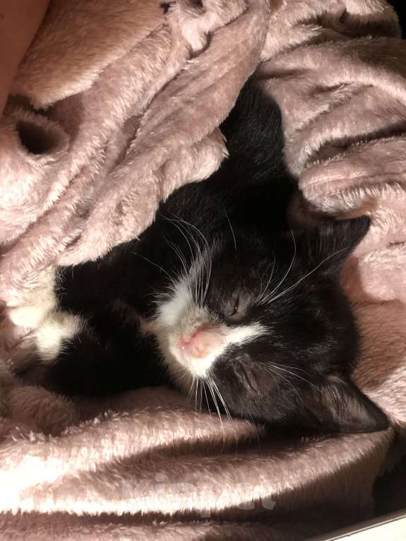 Кошки в Москве: Кошечка в добрые руки  Девочка, Бесплатно - фото 2