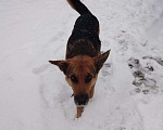 Собаки в Новокузнецке: Собаку в добрые руки Мальчик, Бесплатно - фото 2