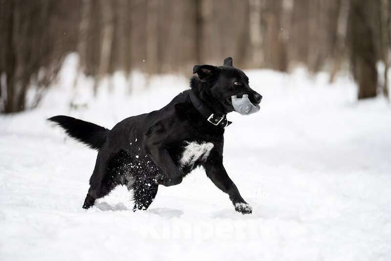 Собаки в Москве: Чёрный богатырь Макс в добрые руки. Мальчик, Бесплатно - фото 6