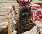 Кошки в Москве: Шикарные мейн куны. Мальчик, 50 000 руб. - фото 2