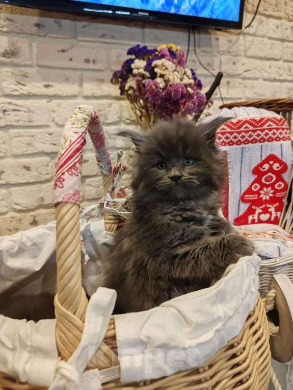 Кошки в Москве: Шикарные мейн куны. Мальчик, 50 000 руб. - фото 2