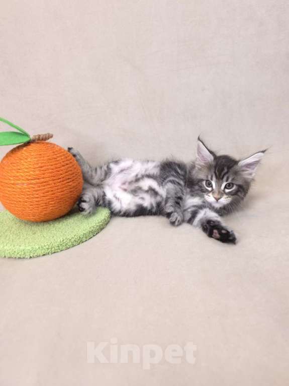 Кошки в Москве: Мальчик помет С Мальчик, 65 000 руб. - фото 4