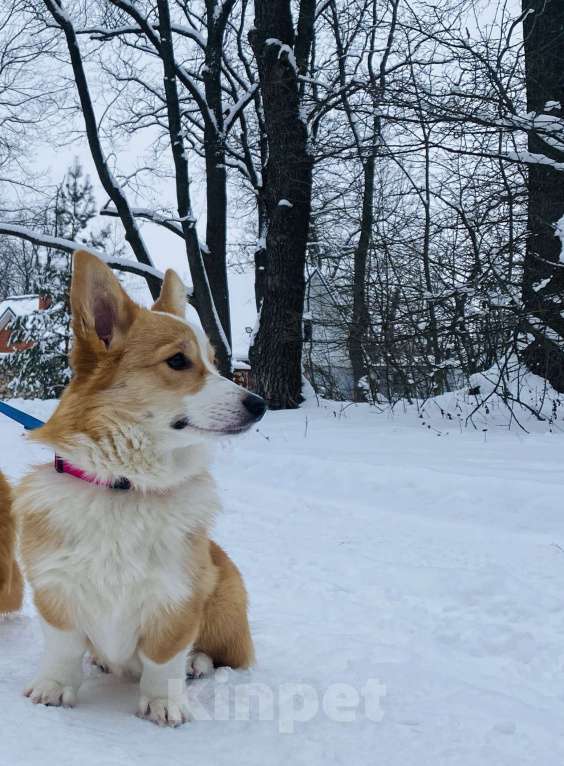 Собаки в Воронеже: Щенок Вельш Корги Пемброк Девочка, 50 000 руб. - фото 9