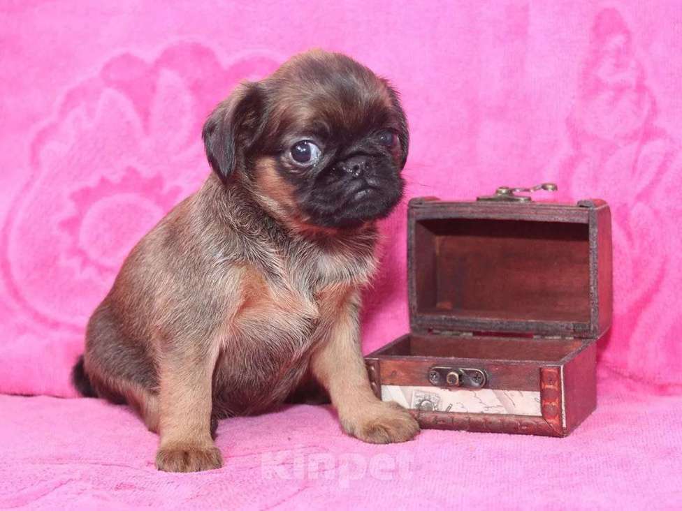 Собаки в Санкт-Петербурге: Очаровашка Девочка, 80 000 руб. - фото 5