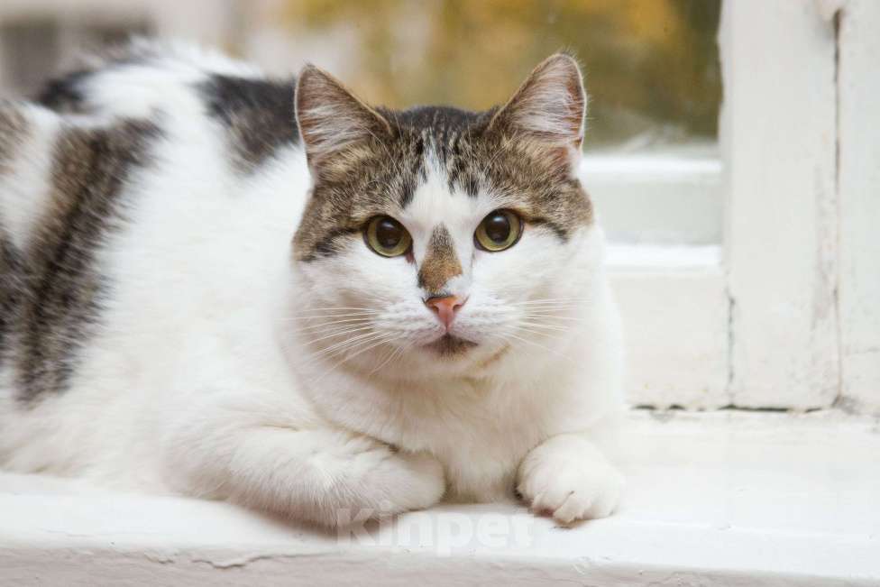 Кошки в Москве: Ищет свою семью плюшевая толстушка Веснушка!  Девочка, Бесплатно - фото 2