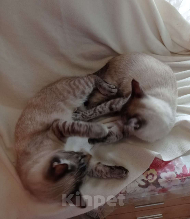 Кошки в Одинцово:  Котёнок Семён в добрые руки Мальчик, Бесплатно - фото 7