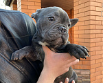 Собаки в Новошахтинске: Щенки французского бульдога Мальчик, 80 000 руб. - фото 4