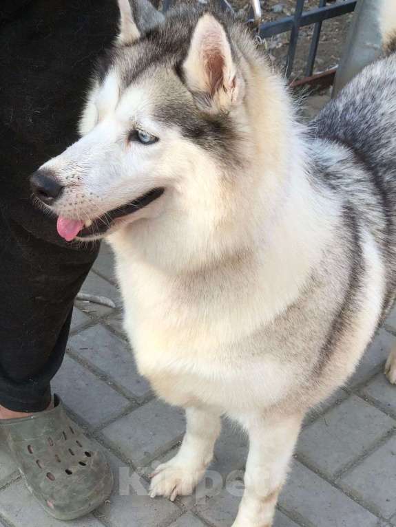 Собаки в Краснодаре: Хаски Мелисса ищет дом Девочка, 10 руб. - фото 4