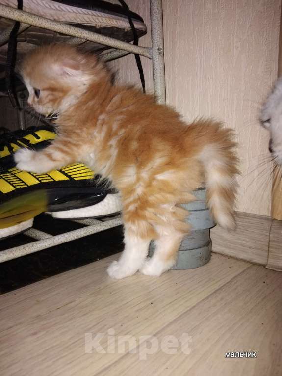 Кошки в Новосибирске: Шотландики Мальчик, 7 000 руб. - фото 5
