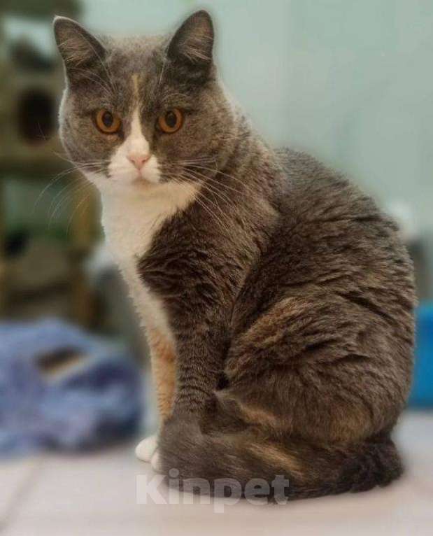 Кошки в Москве: Фенюша, 4 года —круглолицая леди с янтарными глазами.  Девочка, Бесплатно - фото 5