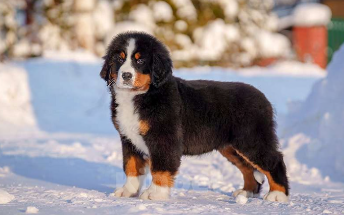 Собаки в Волоколамске: Бернский Зенненхунд, Мия. Девочка, 150 000 руб. - фото 3