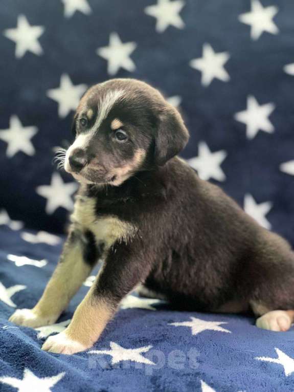 Собаки в других городах Московской области: Щенки Мальчик, 1 000 руб. - фото 5