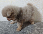 Собаки в Юрге: Померанские шпицы Мальчик, 35 000 руб. - фото 5