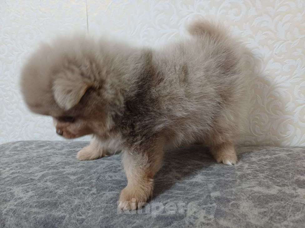 Собаки в Юрге: Померанские шпицы Мальчик, 35 000 руб. - фото 5
