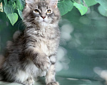 Кошки в других городах Ленинградской области: Котёнок мейн кун Девочка, 40 000 руб. - фото 1