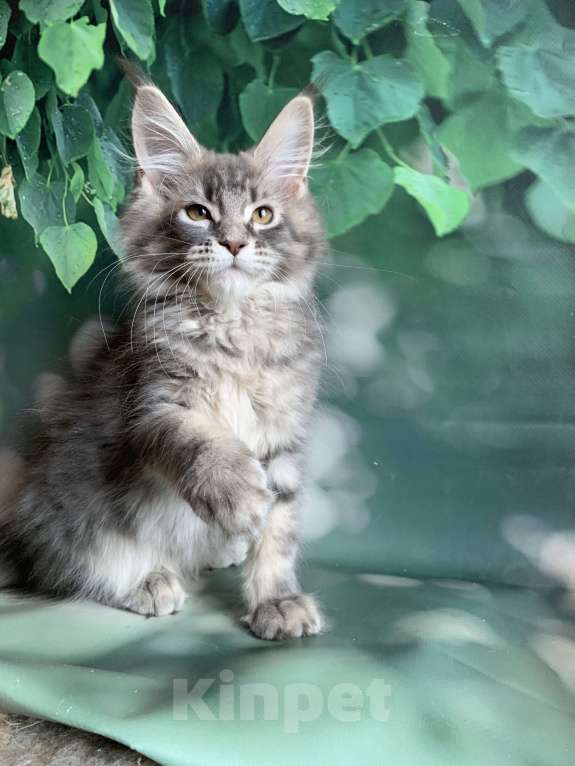 Кошки в других городах Ленинградской области: Котёнок мейн кун Девочка, 40 000 руб. - фото 1