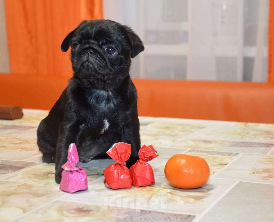 Собаки в Твери: Мальчишка мопсенок Мальчик, 40 000 руб. - фото 2