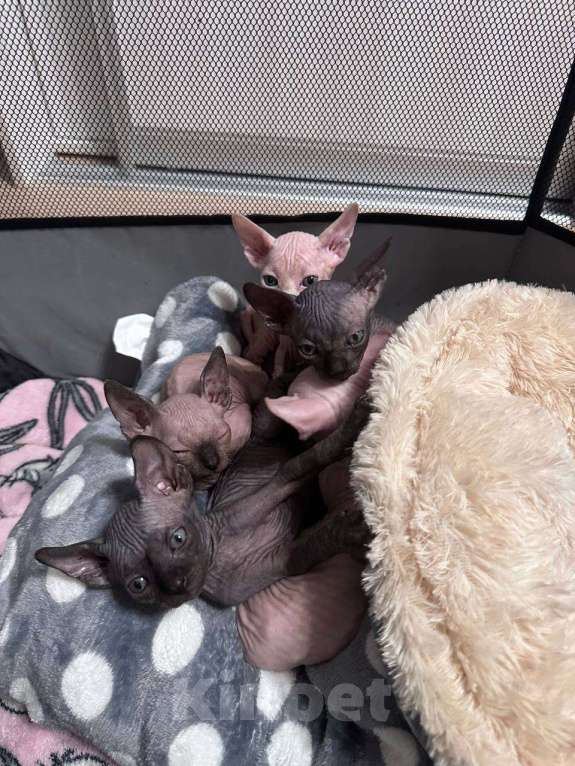 Кошки в Саратове: Котята сфинкса Мальчик, 20 000 руб. - фото 3