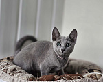 Кошки в Екатеринбурге:  Русская голубая. Котёнок Blue Mystery's TaffyTaffy Девочка, 50 000 руб. - фото 1