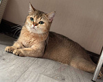 Кошки в Самаре: Шотландские котята (золотая шиншилла) Разнополые, 25 000 руб. - фото 8