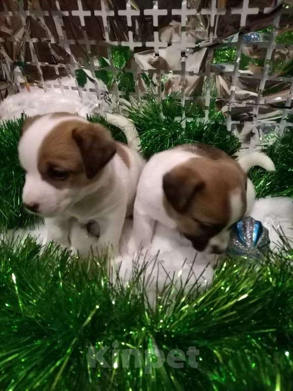 Собаки в Иркутске: Мальчик  Мальчик, 20 000 руб. - фото 2