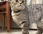 Кошки в Улане-Удэ: Кот в добрые руки Мальчик, Бесплатно - фото 1