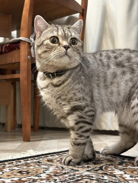 Кошки в Улане-Удэ: Кот в добрые руки Мальчик, Бесплатно - фото 1
