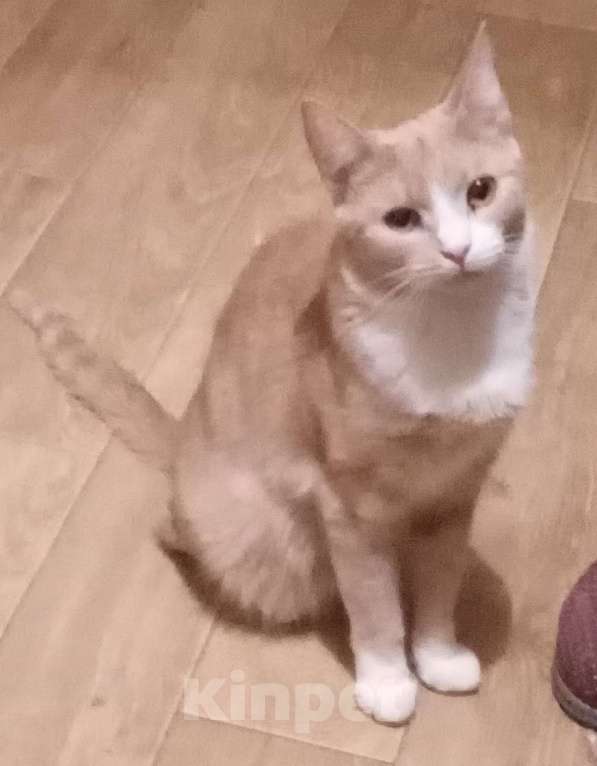 Кошки в Москве: Тёмно-рыжая анатолийская кошечка Девочка, Бесплатно - фото 2