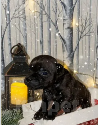 Собаки в Казани: Английский Стаффордширский Бультерьер Мальчик, Бесплатно - фото 4