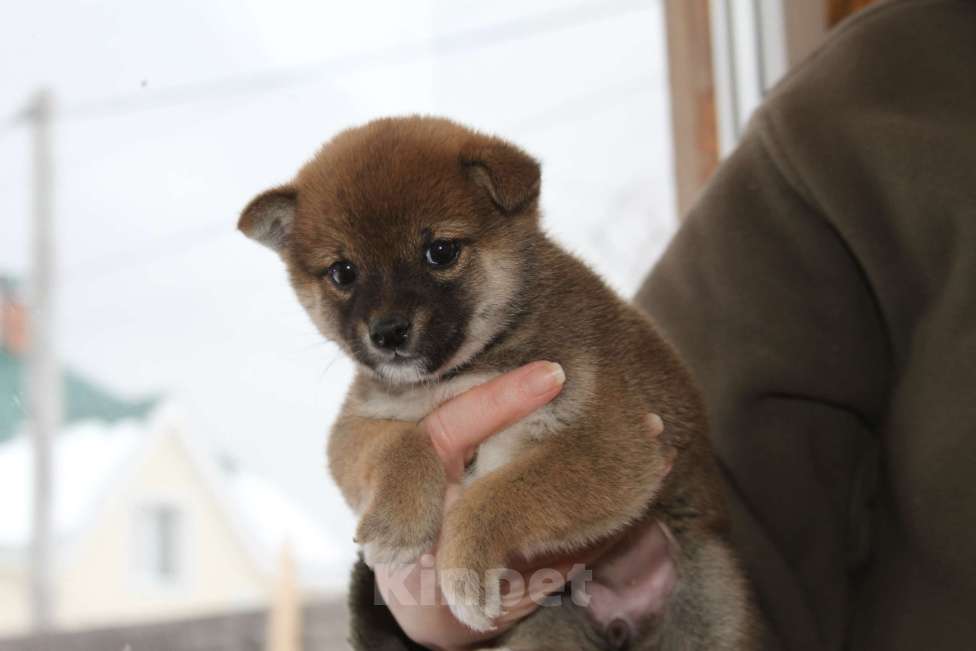 Собаки в Самаре: Сиба ину Девочка, 40 000 руб. - фото 2