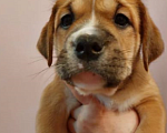 Собаки в Уфе: щенок  майорского  мастифа  (как де бо), 30 000 руб. - фото 1