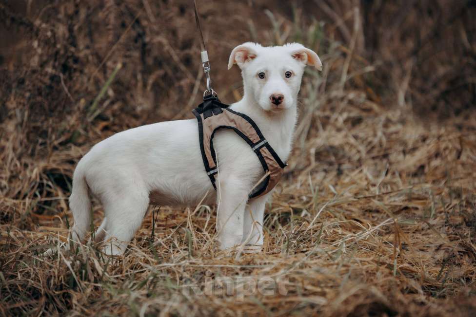 Собаки в Москве: белоснежная красотка в дар Девочка, Бесплатно - фото 8