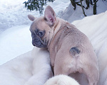 Собаки в Москве: Девочка французский бульдог. Девочка, 60 000 руб. - фото 5