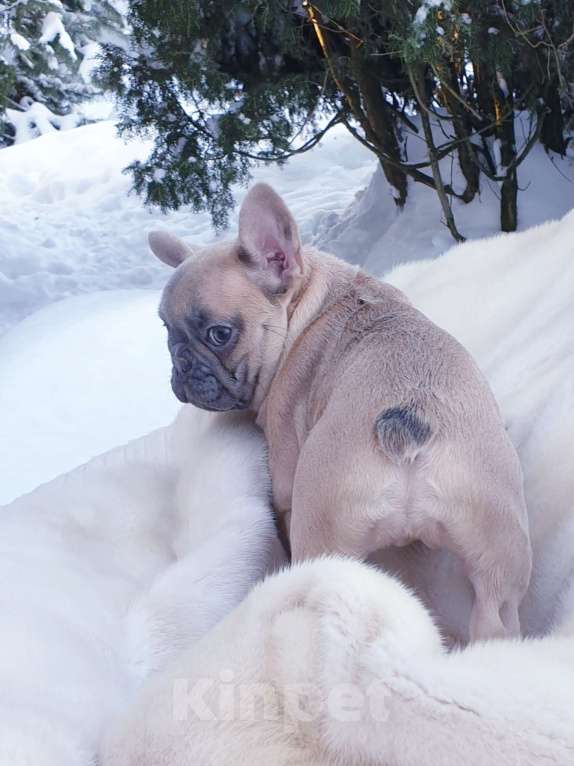 Собаки в Москве: Девочка французский бульдог. Девочка, 60 000 руб. - фото 5