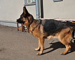 Собаки в Кирове: Продаётся взрослая немецкая овчарка Девочка, 30 000 руб. - фото 2